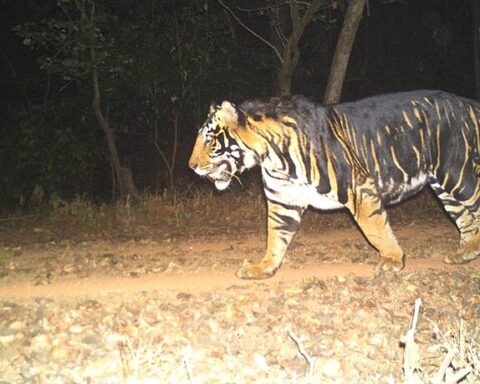 Representative Image. Tiger walking around. Photo Source - Government of Odisha (CC BY 4.0)