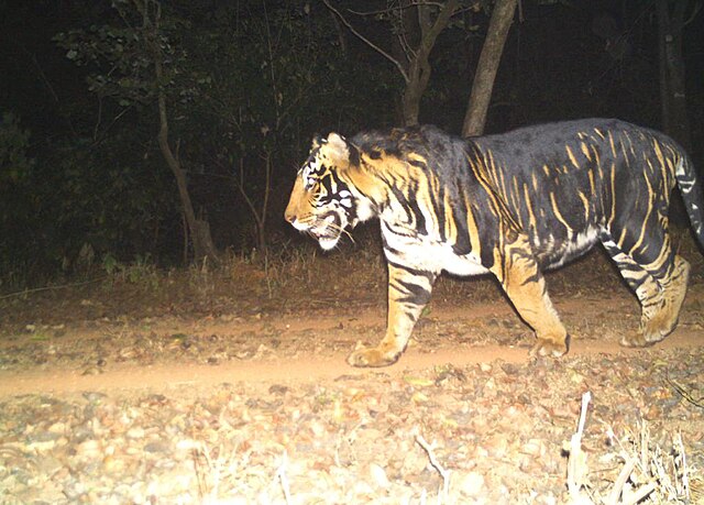 Representative Image. Tiger walking around. Photo Source - Government of Odisha (CC BY 4.0)