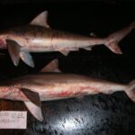 Representative Image. Smalltail Shark. Photo Source: SEFSC Pascagoula Laboratory; Collection of Brandi Noble, NOAA/NMFS/SEFSC.