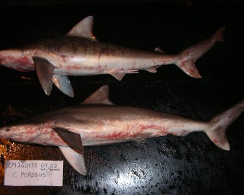 Representative Image. Smalltail Shark. Photo Source: SEFSC Pascagoula Laboratory; Collection of Brandi Noble, NOAA/NMFS/SEFSC.