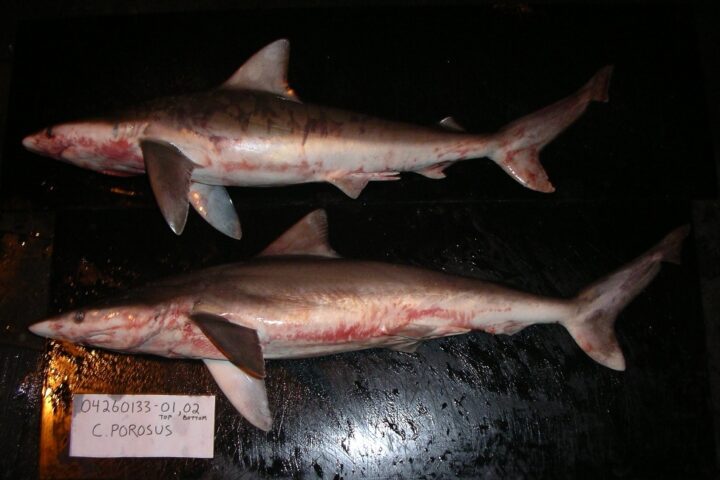 Representative Image. Smalltail Shark. Photo Source: SEFSC Pascagoula Laboratory; Collection of Brandi Noble, NOAA/NMFS/SEFSC.