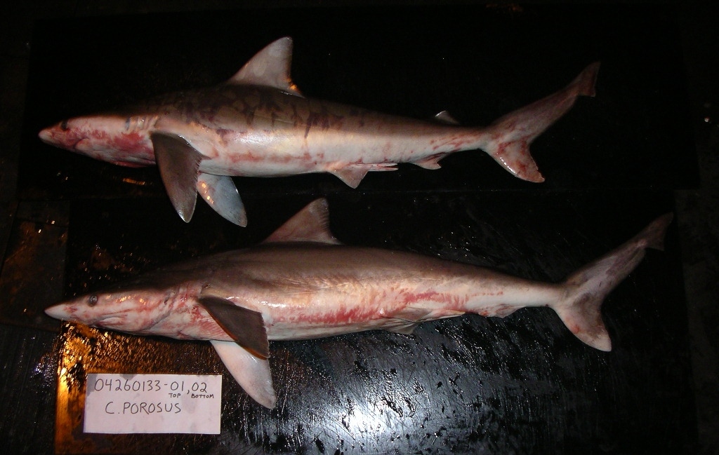 Representative Image. Smalltail Shark. Photo Source: SEFSC Pascagoula Laboratory; Collection of Brandi Noble, NOAA/NMFS/SEFSC.