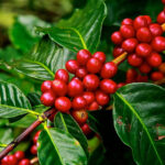 Representative image. Red coffee beans . Photo Source: Pickpik.