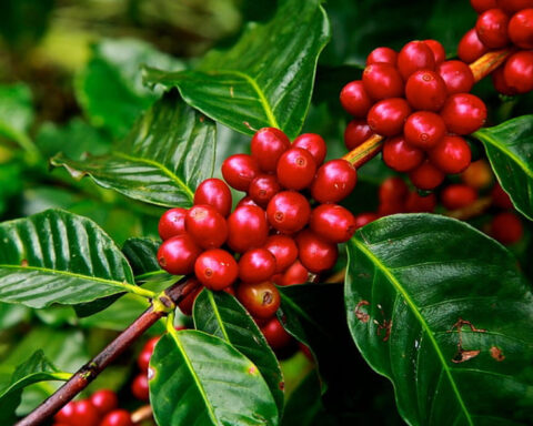 Representative image. Red coffee beans . Photo Source: Pickpik.