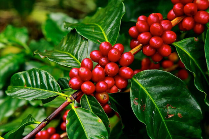 Representative image. Red coffee beans . Photo Source: Pickpik.