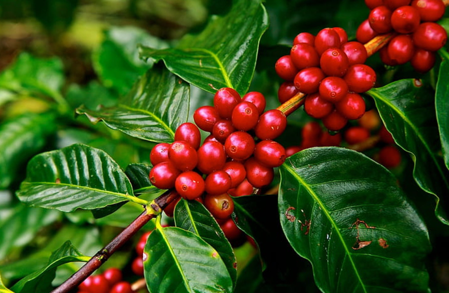 Representative image. Red coffee beans . Photo Source: Pickpik.