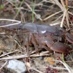 Spiny-Tail Crayfish, in a natural setting with dry grass, rocks, and soil. It appears to be well-adapted to its environment. Photo Source: U.S. Fish & Wildlife Service