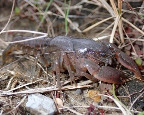 Spiny-Tail Crayfish, in a natural setting with dry grass, rocks, and soil. It appears to be well-adapted to its environment. Photo Source: U.S. Fish & Wildlife Service