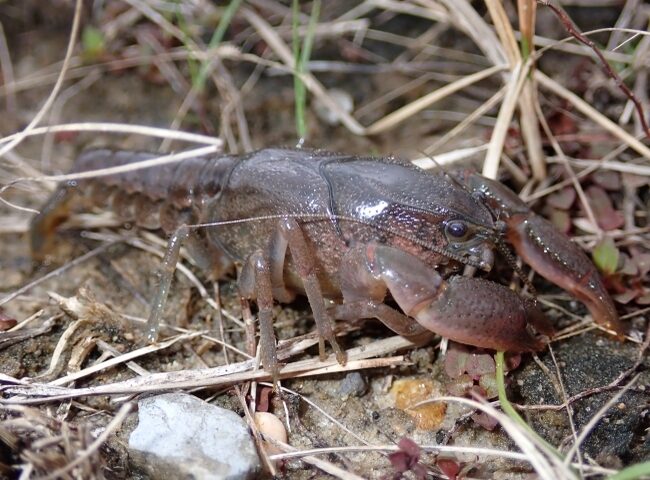 Spiny-Tail Crayfish, in a natural setting with dry grass, rocks, and soil. It appears to be well-adapted to its environment. Photo Source: U.S. Fish & Wildlife Service