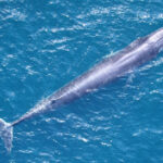 Rice’s whale.Photo Source:NOAA Fisheries (wikimedia commonce)