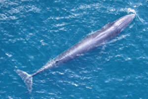 Rice’s whale.Photo Source:NOAA Fisheries (wikimedia commonce)