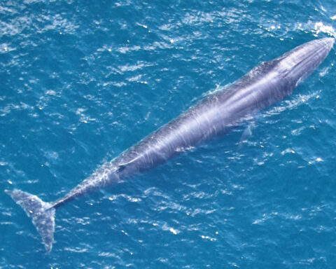 Rice’s whale.Photo Source:NOAA Fisheries (wikimedia commonce)