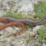 A vibrant lizard, likely a skink, resting in its natural habitat. Photo Source - Jonathan Mays, (FWC)