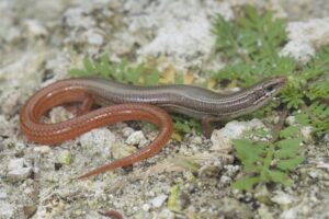 A vibrant lizard, likely a skink, resting in its natural habitat. Photo Source - Jonathan Mays, (FWC)