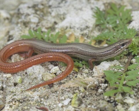 A vibrant lizard, likely a skink, resting in its natural habitat. Photo Source - Jonathan Mays, (FWC)