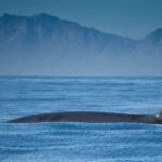 Representative Image of Whale on ocean