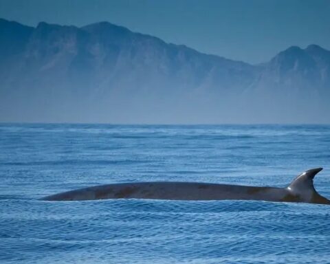 Representative Image of Whale on ocean