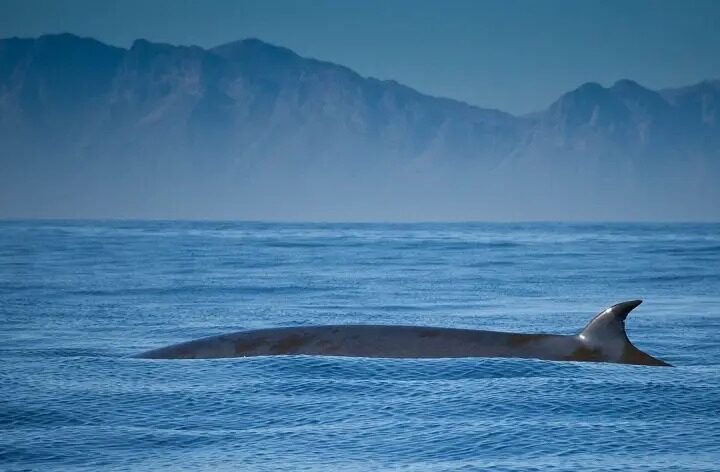 Representative Image of Whale on ocean