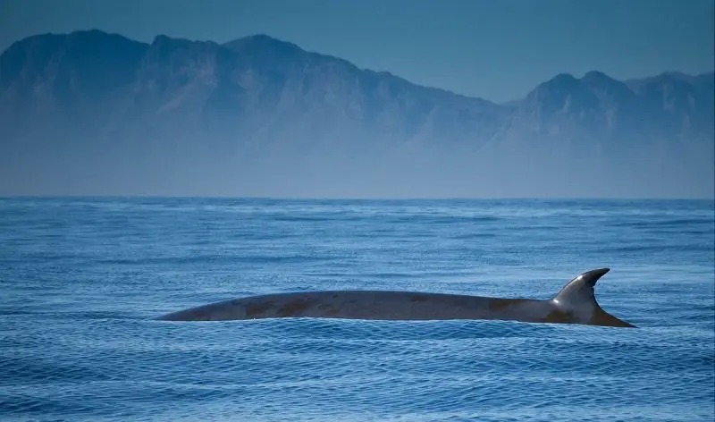 Representative Image of Whale on ocean