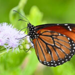 Butterflies. Photo Source: Jack Cochran (Binghamton University).