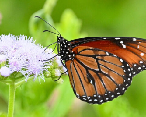 Butterflies. Photo Source: Jack Cochran (Binghamton University).