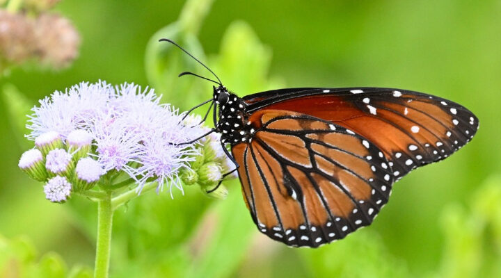 Butterflies. Photo Source: Jack Cochran (Binghamton University).