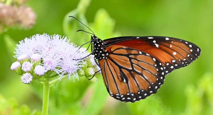 Butterflies. Photo Source: Jack Cochran (Binghamton University).