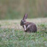 Representative Image. Rabbit on Ground. Photo Source: pete weiler (Pexels)