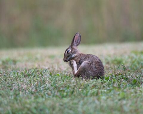 Representative Image. Rabbit on Ground. Photo Source: pete weiler (Pexels)