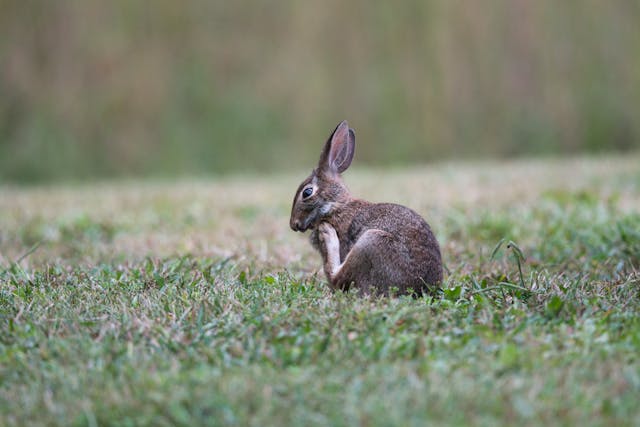 Representative Image. Rabbit on Ground. Photo Source: pete weiler (Pexels)