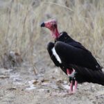 Representative Image. Vulture conservation in Tamil Nadu gets a boost as TN Govt sets up a State level committee to work on an Action Plan for vulture conservation. Photo Source: Supriya Sahu IAS (twitter)