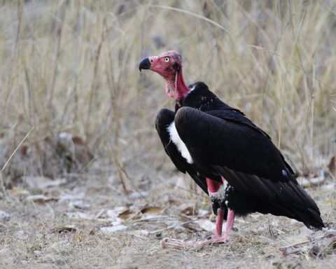 Representative Image. Vulture conservation in Tamil Nadu gets a boost as TN Govt sets up a State level committee to work on an Action Plan for vulture conservation. Photo Source: Supriya Sahu IAS (twitter)