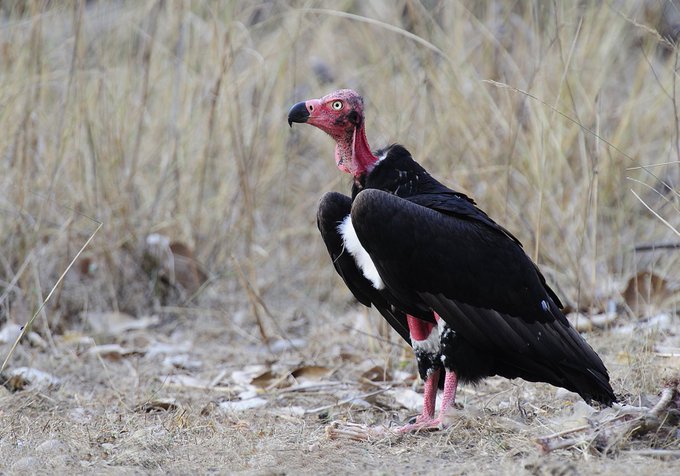 Representative Image. Vulture conservation in Tamil Nadu gets a boost as TN Govt sets up a State level committee to work on an Action Plan for vulture conservation. Photo Source: Supriya Sahu IAS (twitter)