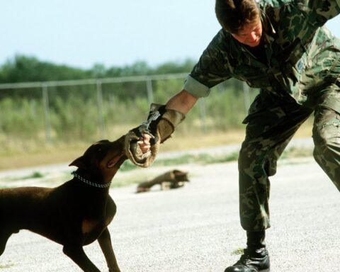 Representative Image. A Doberman pinscher is taught to attack on command at the Department of Defense Center. Photo Source: The U.S. National Archives