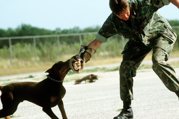 Representative Image. A Doberman pinscher is taught to attack on command at the Department of Defense Center. Photo Source: The U.S. National Archives