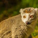 Representative Image. Award-winning Yorkshire Wildlife Park has welcomed a new Crowned Lemur. (Yorkshire Wildlife Park)