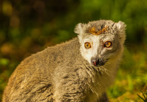 Representative Image. Award-winning Yorkshire Wildlife Park has welcomed a new Crowned Lemur. (Yorkshire Wildlife Park)