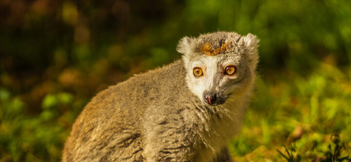 Award-winning Yorkshire Wildlife Park has welcomed a new Crowned Lemur. (Yorkshire Wildlife Park)