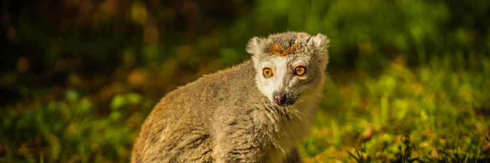 Representative Image. Award-winning Yorkshire Wildlife Park has welcomed a new Crowned Lemur. (Yorkshire Wildlife Park)