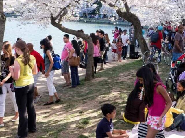 Outdoor scene under blooming cherry blossom trees.