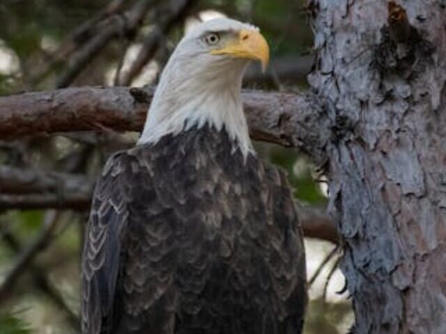 cropped-Bald-Eagle-vs.-Canada-Goose-Rare-20-Minute-Ice-Battle-Amid-Trade-Tensions-3.jpg