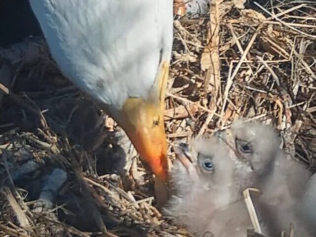 Big Bear Eagles Hatch Two Eaglets; Third Egg May Hatch Soon (3)