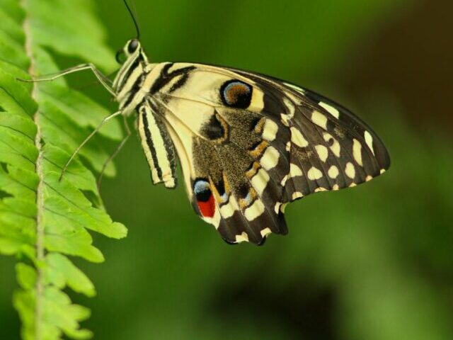 Butterfly Numbers in US Drop 22% Since 2000 (4)