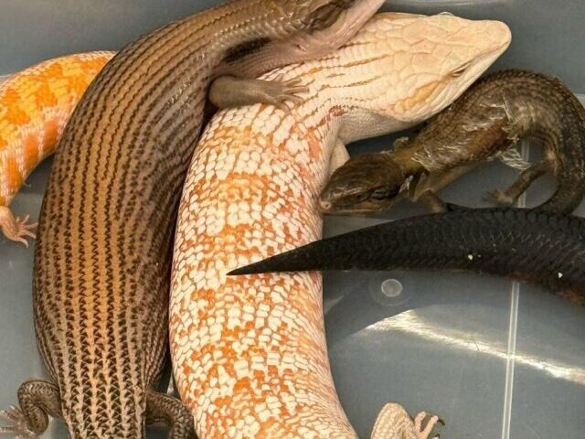 some of the suspected scheduled endangered live lizards seized.