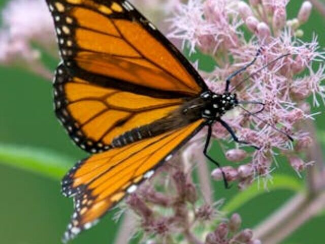 cropped-Monarch-Population-Doubles-but-Still-80-Below-Historic-Numbers-2.jpg