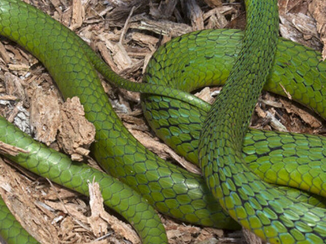 cropped-New-Mustache-Parrot-Snake-Species-Identified-After-9-Years-in-Brazil.jpg