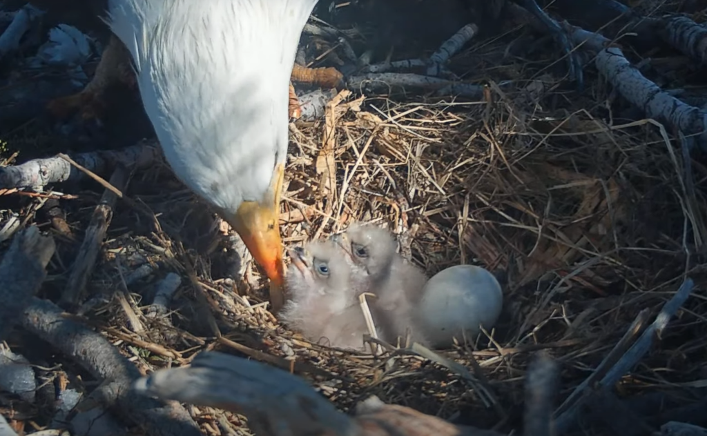 Jackie and Shadow's two baby eaglets.