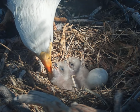 Jackie and Shadow's two baby eaglets.