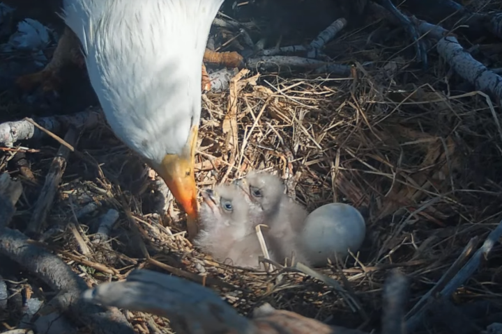 Jackie and Shadow's two baby eaglets.